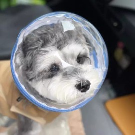 고양이 우주선 헬멧 투명 상처 용품 동물 방지 UFO Cat Spaceship Helmet Transparent Wound Care Animal Prevention UFO [S-small]