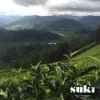 Suki Tea English Breakfast Tea, 100g