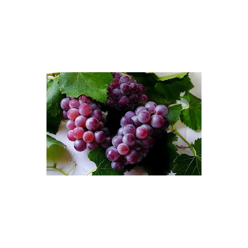 Grape Seeds for Planting 100+ Pcs