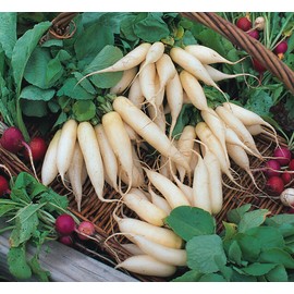 300 White Icicle Radish Seeds Heirloom Non GMO Garden Vegetable Bulk Survival