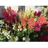 RAISE ME UP: Snapdragon Magic Carpet Mix Low Dwarf Delphinium