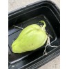 1 Sprouted Chayote Squash Mirliton Ready To Plant Buy 3