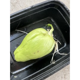1 Sprouted Chayote Squash Mirliton Ready To Plant Buy 3 Get 1 Free!!!