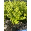 Florida Sunshine Anise (Illicium parviflorum 'Florida Sunshine')