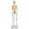 Small Anatomical Mini Skeleton Model, 45 cm, beige