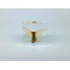 Silkworm Moth in Lucite, Resin