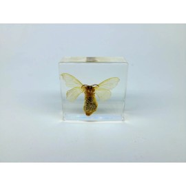 Silkworm Moth in Lucite, Resin