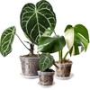 Clear Flower Pots with Holes and Saucers for Tropical Plants