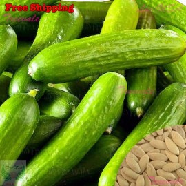 Treevale Burpless, Cucumber Seeds | Persian/Lebane - 125 Seeds ~1/8 oz