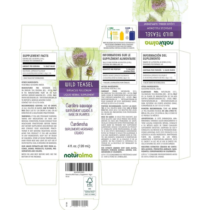 Naturalma Wild Teasel or Fuller's Teasel (Dipsacus fullonum or D.