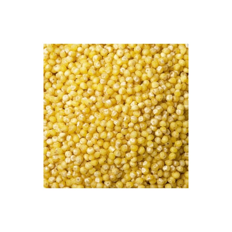 North Spore Bulk Organic Millet Grain for Mushroom Cultivation
