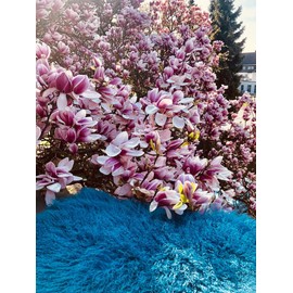 Hollert Lambskin Tibet Sheepskin Monglolic Sheepskin Curly Very Soft Real Fur Decoration Runner Rug Size 90-100 Blue