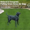 GLOBREEN XL Artificial Grass for Dogs Potty 7FT X 13FT,
