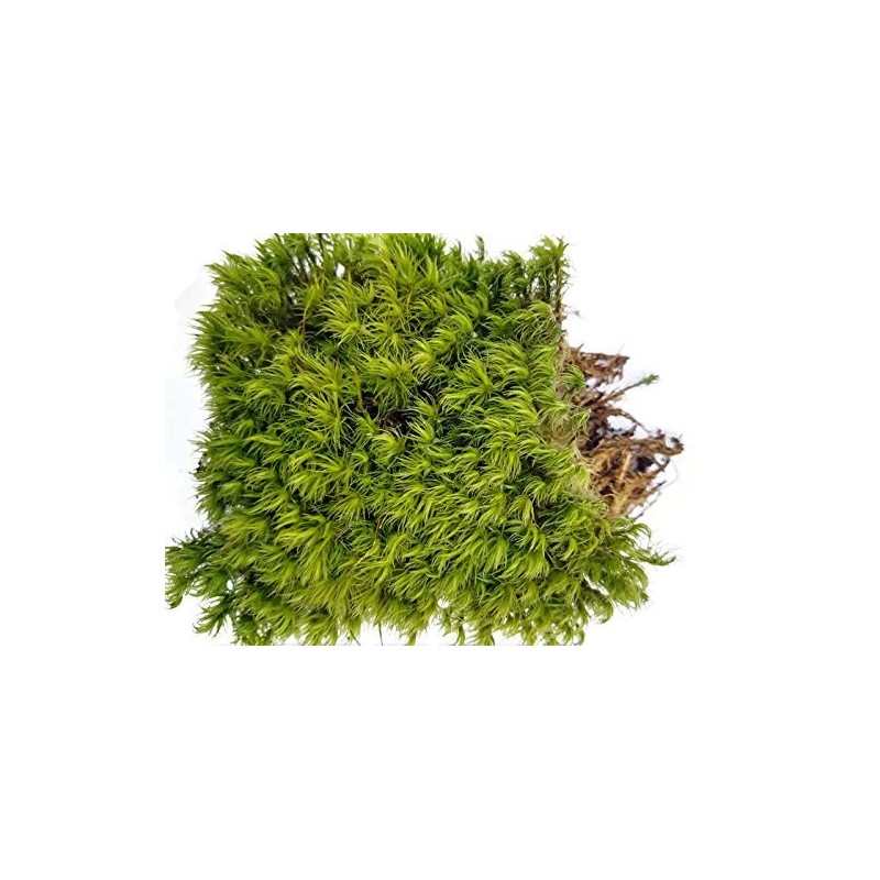 Tin Roof Treasure Live Terrarium Moss Assortment