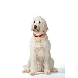 WowWow Professional Dog Collar with Lead - Red - Size S 33-37 cm, Lightweight 185 g, Innovative Collar with Integrated Lead - Known from the Lion Cave