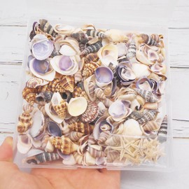 Julie Wang 1 Box of 200 Pieces Shell Conch Starfish Natural Tiny Ocean Seashells for DIY Miniature Beach Critter Decor Arts Crafts Projects Aquarium Vase Filler, Shell