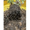 Voulosimi 5QT Organic Perlite Horticultural Soil Amendment for Plants and