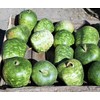 TomorrowSeeds - Apple Gourd Seeds - 60+ Count Packet -