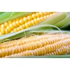 NK 199 Hybrid - Corn Seeds