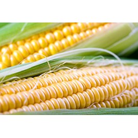 NK 199 Hybrid - Corn Seeds