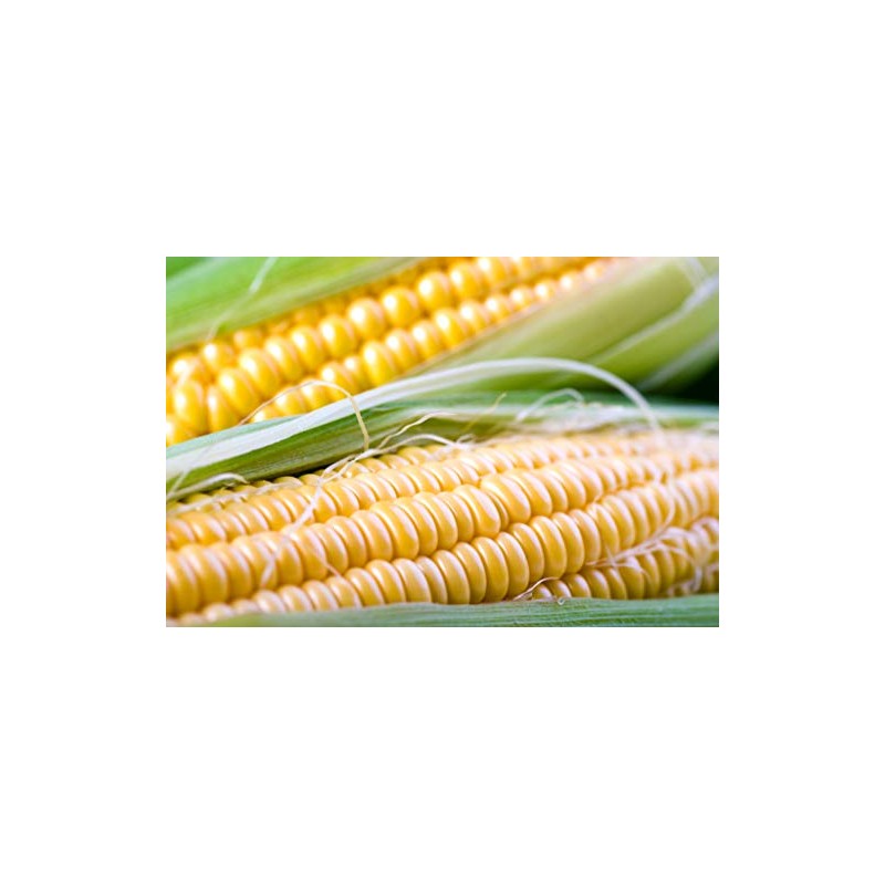 NK 199 Hybrid - Corn Seeds