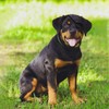 3pcs Upgrade Dog Eye Patch - Premium Single Eyepatch, Protective