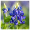 Everwilde Farms - 50 Texas Bluebonnet Native Wildflower Seeds -