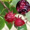 Seed-Top 50 Roselle Seeds Jamaican Sorrel Seeds Florida Cranberry Hibiscus