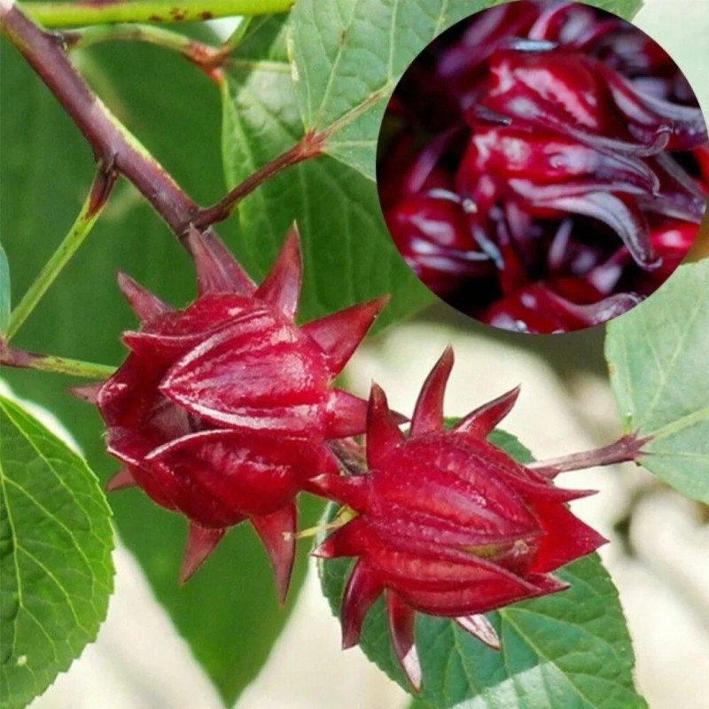 Seed-Top 50 Roselle Seeds Jamaican Sorrel Seeds Florida Cranberry Hibiscus