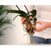 GOTVUGE GOTVUGE Orchid Bark for Plants, Organic Pine Bark for