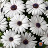 1oz White Cape Daisy Flower Seeds Osteospermum eklonis (Approx 2100