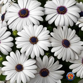 1oz White Cape Daisy Flower Seeds Osteospermum eklonis (Approx 2100 Seeds)