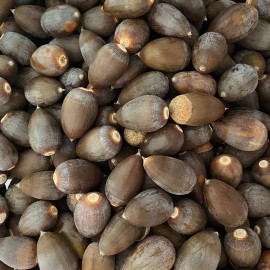 Unbranded Lot of (12) 2022 Blue Oak Acorns from Sierra Foothills CA (Quercus-dougl