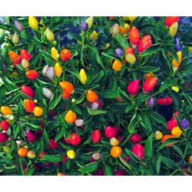 CEMEHA SEEDS Rare Pepper Ornamental Dwarf Mix Vegetable Indoor Heirloom Organic Non-GMO
