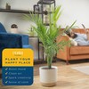 Costa Farms Majesty Palm Live Plant in Decorative Pot, Large
