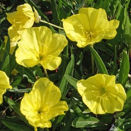 Outsidepride 1000 Seeds Perennial Oenothera Missouriensis Dwarf Evening Primrose Wild Flower Seeds for Planting