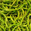 Piparras Basque Green Peppers in Brine - 64 ounces