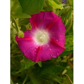 NIKA SEEDS - Flowers Morning Glory Ruby - 50 Seeds