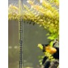 LANDEN Aquarium Thermometer for Rimless 10mm White Scale Background for