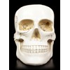 White Skull Bowl Decorative Fruit Bowl Skull