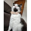 YUDOTE Plaid Cat Collars with Bow,Quick Release Safty Buckle and