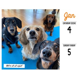 Willow Creek Press Crusoe the Dog 2025 Desk Calendar Daily Planner with Full Color Images