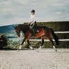 Sunride Bandaging Pads with Velcro for Horses to Protect Against