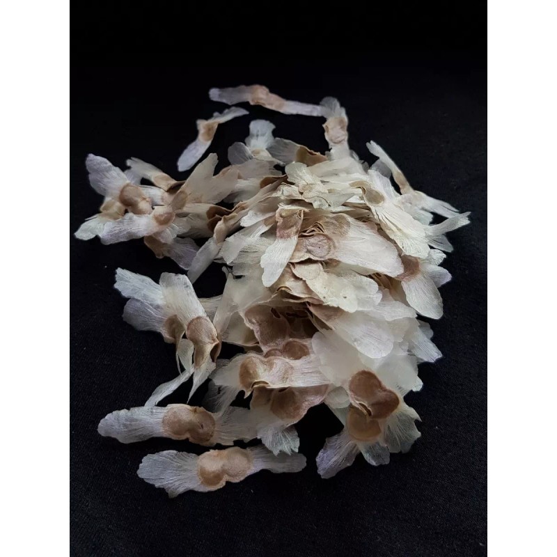 Hortaflor 100 Semillas Roble Rosado Tabebuia Selección Árbol Exótico