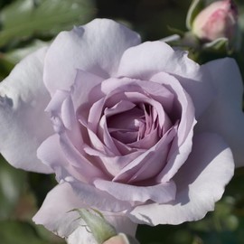 Rose Plant Live, Rose Bush Ready to Plant, 6-10 Inch Tall, Ornamental Fragrant Hybrid Tea Rose Flowers (Light Purple Rose)