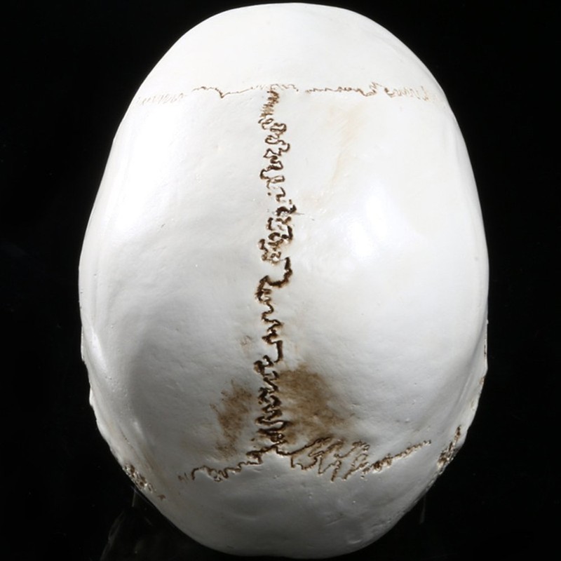 Holibanna Human Skull Teaching Model Lifesize Human skeleton Anatomical Head