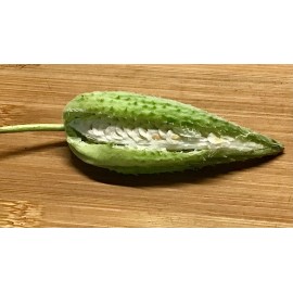 Our Nesting Box 5 MilkWeed Seed Pods W/ Seeds ~ Arts & Crafts~Floral Arrangements~Pesticide Free