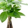 Arcadia Garden Products LV49 Money Tree, Live Indoor Plant in
