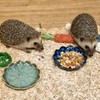 4PCS Ceramic Hamster Food Dish,Sunflower Guinea Pig Food Bowls 4.5in