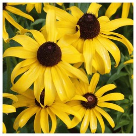 Everwilde Farms - 1/4 Lb Black-Eyed Susan Native Wildflower Seeds - Gold Vault